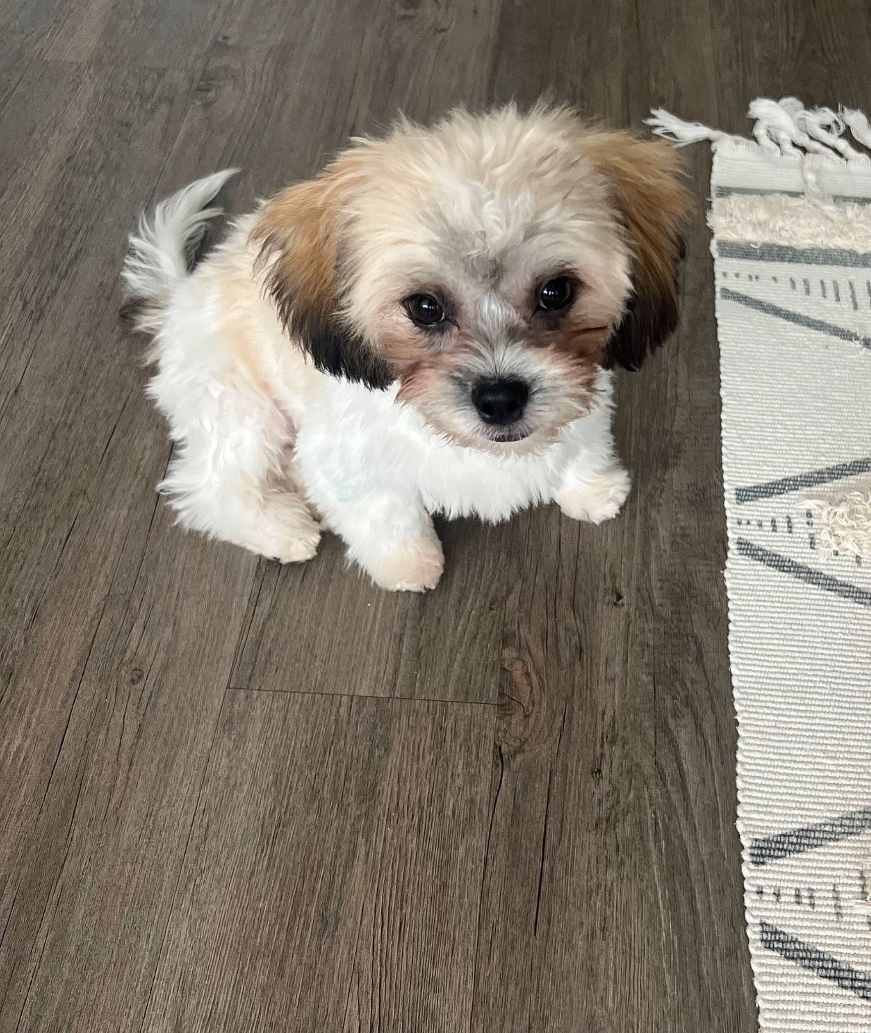 Shiloh joined the competition — help win amazing prizes! canidae, carnivore, companion_dog, dog, dog_breed, fawn, flooring, fur, hardwood, plank, puppy_love, shih_poo, shih_tzu, small_terrier, snout, sporting_group, terrier, toy_dog, wood, working_animal
