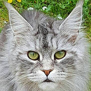 Fitness participe au concours pour gagner de l'argent avec cette photo : asian_semi_longhair, cat, cat_like_mammal, close_up, domestic_long_haired_cat, domestic_short_haired_cat, eye, fauna, grass, maine_coon, mammal, nebelung, norwegian_forest_cat, pixie_bob, siberian, small_to_medium_sized_cats, snout, whiskers, wild_cat, wildlife