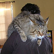 Bradigann participe au concours pour gagner de l'argent avec cette photo :