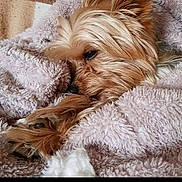 Haribo a rejoint le concours — aidez-le/la à gagner de superbes lots ! dog, small_dog, blanket, cozy, fur, relaxation, sleepy, snuggling, paw, indoor, cute, pet, fur_texture, resting, warm, comfort, soft, animal, mammal, nap