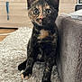 Chupa a rejoint le concours — aidez-le/la à gagner de superbes lots ! kitten, cat, tortoiseshell, fur, pet, indoor, curious, sitting, carpet, couch, whiskers, ears, eyes, paw, floor, home, furniture, animal, cute, young