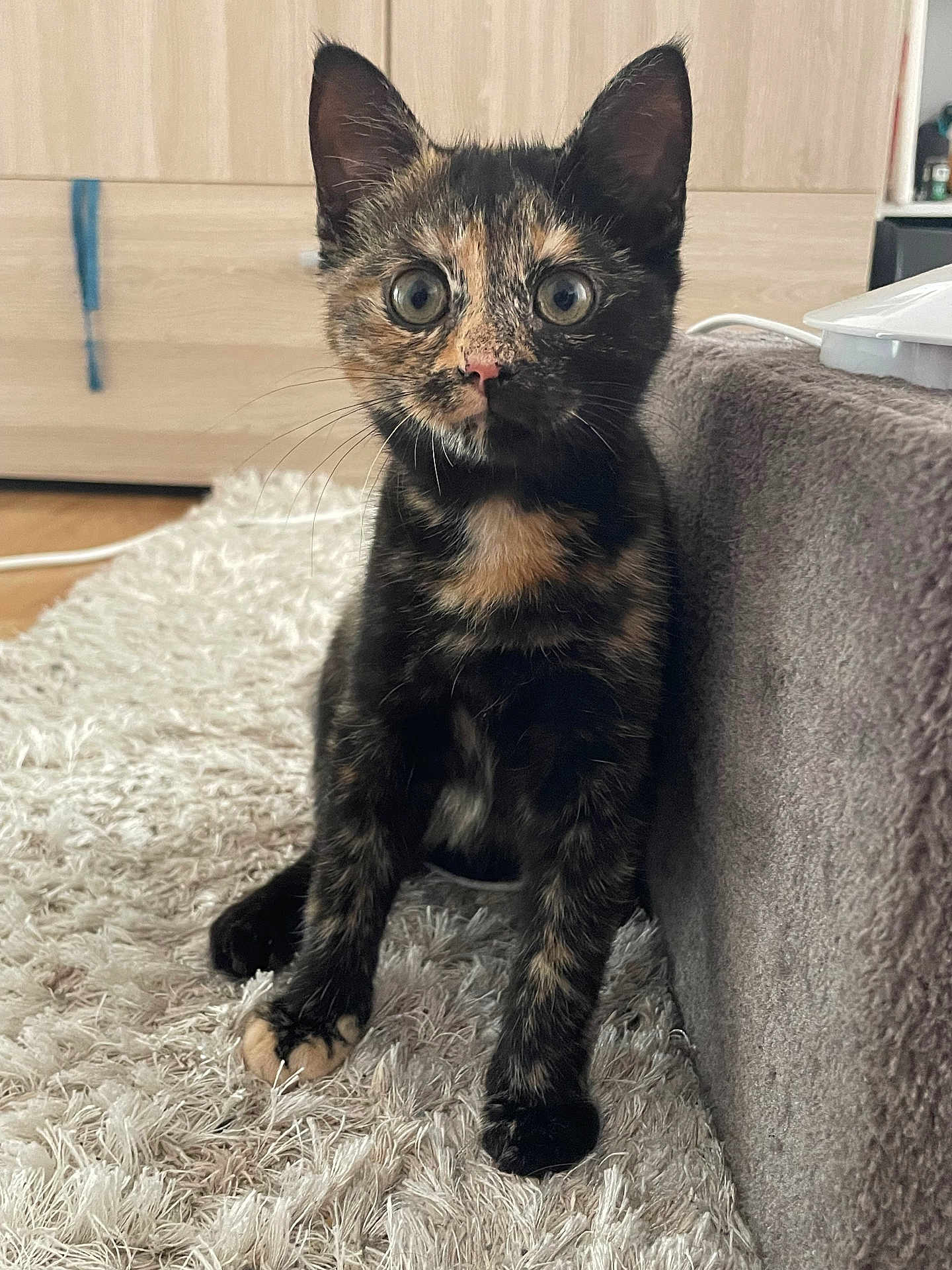 Chupa a rejoint le concours — aidez-le/la à gagner de superbes lots ! kitten, cat, tortoiseshell, fur, pet, indoor, curious, sitting, carpet, couch, whiskers, ears, eyes, paw, floor, home, furniture, animal, cute, young