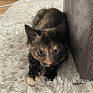 Chupa a rejoint le concours — aidez-le/la à gagner de superbes lots ! kitten, cat, tortoiseshell, fur, pet, animal, indoor, carpet, rug, couch, furniture, whiskers, paws, cute, alert, closeup, young, domestic, curious, playful