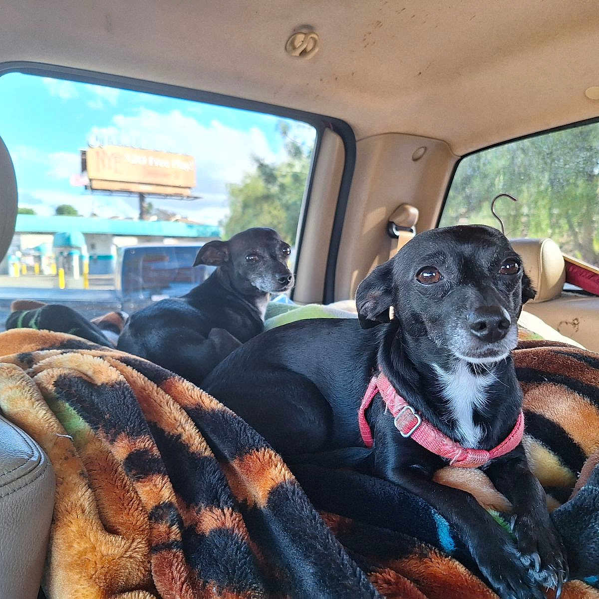 Babygirl is registered to the contest to win money with this photo: animal, architecture, blanket, building, canine, car, car_interior, carseat, cushion, dog, driving, homedecor, hound, outdoors, pet, pointer, puppy, shelter, transportation, vehicle