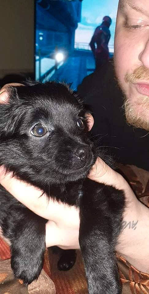 Bear Fluffkins is registered to the contest to win money with this photo: beard, canidae, carnivore, companion_dog, dog, dog_breed, ear, finger, fur, gesture, hand, mammal, moustache, nail, skin, snout, sporting_group, toy_dog, vertebrate, whiskers