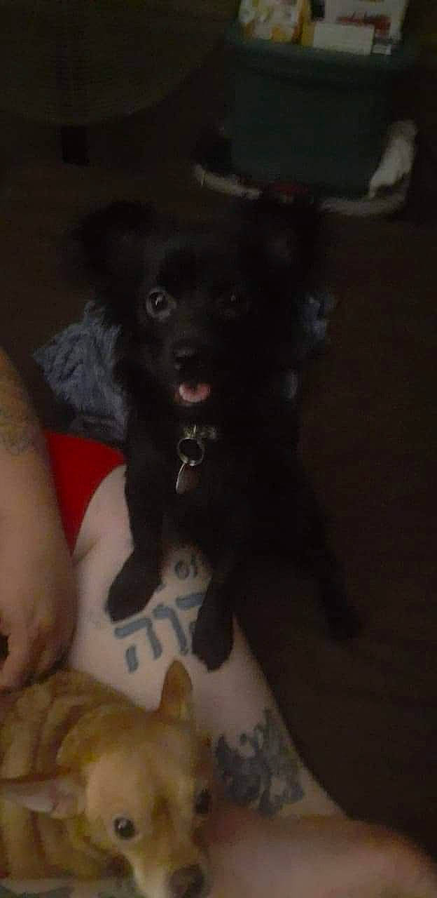 Bear Fluffkins joined the competition — help win amazing prizes! borador, canidae, carnivore, comfort, companion_dog, couch, dog, dog_breed, felidae, fur, non_sporting_group, paw, small_to_medium_sized_cats, sporting_group, tail, whiskers, working_animal