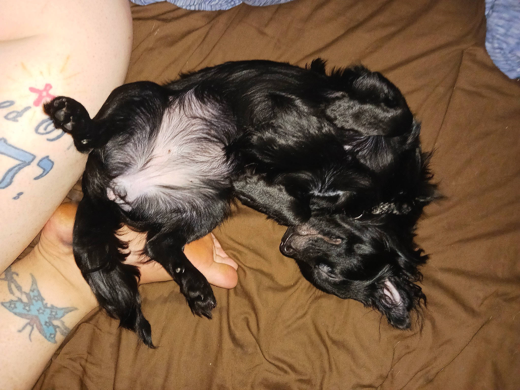 Bear Fluffkins is registered to the contest to win money with this photo: canidae, carnivore, claw, comfort, companion_dog, dog, dog_breed, flesh, fur, human_leg, liver, nap, paw, snout, sporting_group, tail, toy_dog, working_animal, wrist