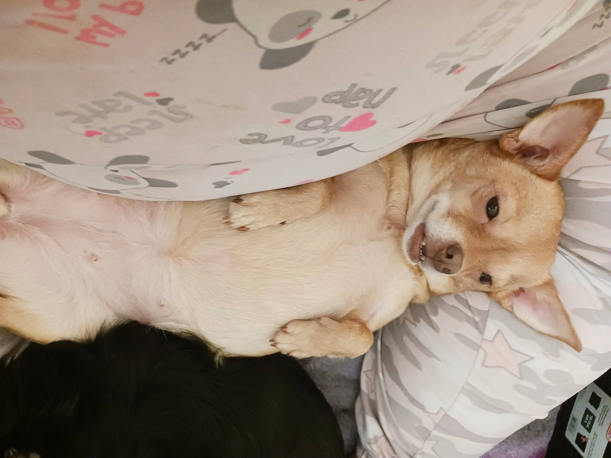 Coco Chomps joined the competition — help win amazing prizes! canidae, carnivore, chihuahua, companion_dog, dog, dog_breed, dog_clothes, dog_supply, fawn, felidae, fur, paw, puppy, small_to_medium_sized_cats, sporting_group, stuffed_toy, tail, toy_dog, whiskers, working_animal