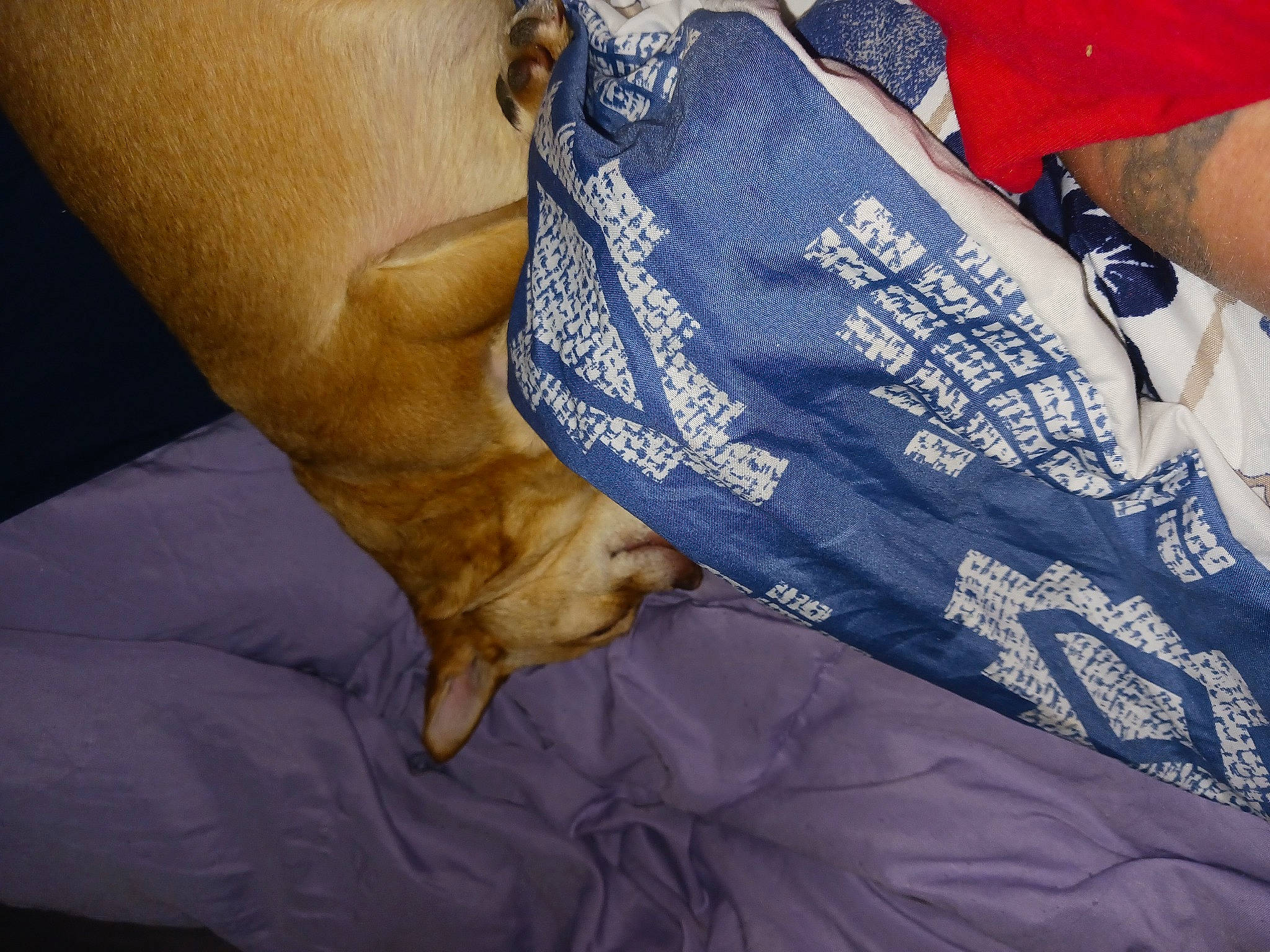 Coco Chomps is registered to the contest to win money with this photo: bedding, carnivore, comfort, companion_dog, elbow, electric_blue, fawn, felidae, fur, hand, human_leg, linens, nail, nap, pattern, sleeve, small_to_medium_sized_cats, whiskers, wrinkle, wrist