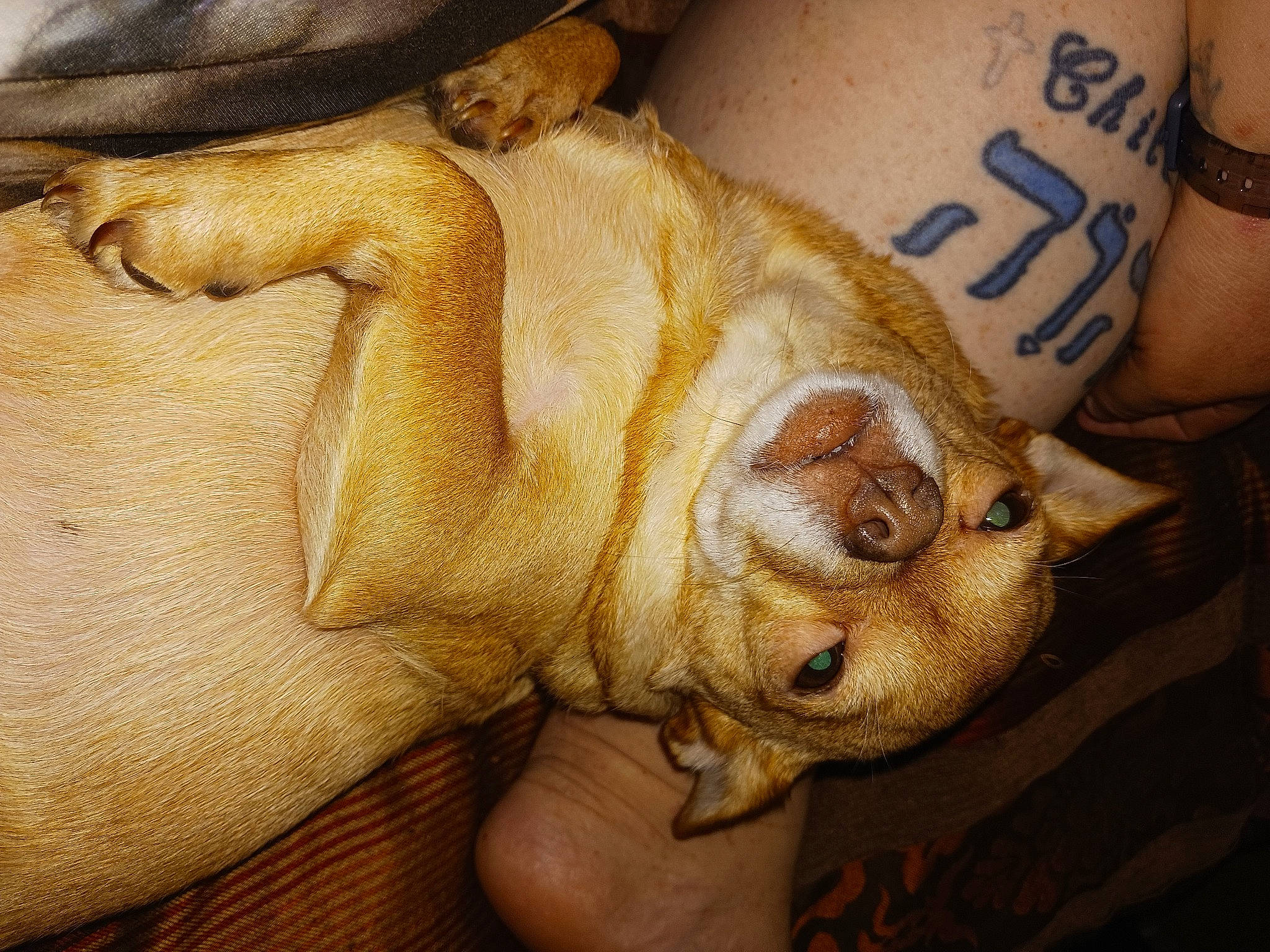 Coco Chomps joined the competition — help win amazing prizes! art, canidae, carnivore, comfort, companion_dog, dog, dog_breed, ear, fawn, fur, human_leg, paw, snout, sporting_group, tail, terrestrial_animal, whiskers, wood, working_animal, wrinkle