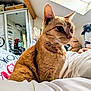 bed, blanket, cat, cozy, curious, domestic, fur, furniture, ginger_cat, home, indoor, mirror, pet, plush_toy, relaxed, room, shelves, skylight, whiskers, window