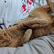 Milou a rejoint le concours — aidez-le/la à gagner de superbes lots ! animal, bed, bedding, blanket, cat, comfort, cozy, cute, domestic_animal, feline, fur, ginger_cat, indoor, paws, pet, relaxed, resting, sleepy, soft, whiskers