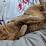 animal, bed, bedding, blanket, cat, comfort, cozy, cute, domestic_animal, feline, fur, ginger_cat, indoor, paws, pet, relaxed, resting, sleepy, soft, whiskers