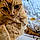Milou