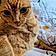 Milou