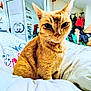 Milou a rejoint le concours — aidez-le/la à gagner de superbes lots ! animal, bed, blanket, cat, closeup, clothing, cozy, cute, domestic, ears, fur, furniture, ginger_cat, indoor, mirror, pet, room, shelf, whiskers, white_bedding
