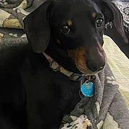Bojangles is registered to the contest to win money with this photo: dog, dachshund, pet, animal, black, tan, collar, tag, blanket, cozy, indoors, cute, fur, ears, snout, lying_down, companion, resting, domestic, looking_up
