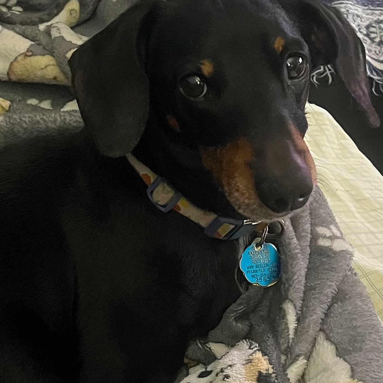Bojangles is registered to the contest to win money with this photo: dog, dachshund, pet, animal, black, tan, collar, tag, blanket, cozy, indoors, cute, fur, ears, snout, lying_down, companion, resting, domestic, looking_up