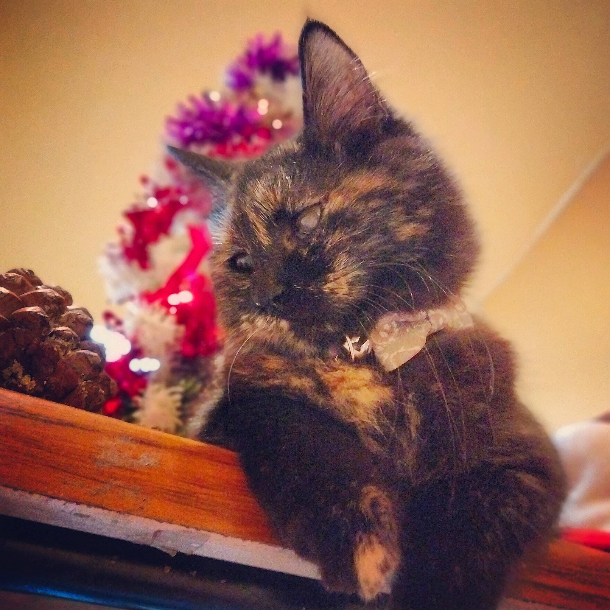 Kallia participe au concours pour gagner de l'argent avec cette photo : black_cat, canidae, carnivore, cat, christmas_tree, claw, cloud, conifer, domestic_short_haired_cat, fawn, felidae, fur, lap, paw, plant, sky, small_to_medium_sized_cats, tail, whiskers, wood