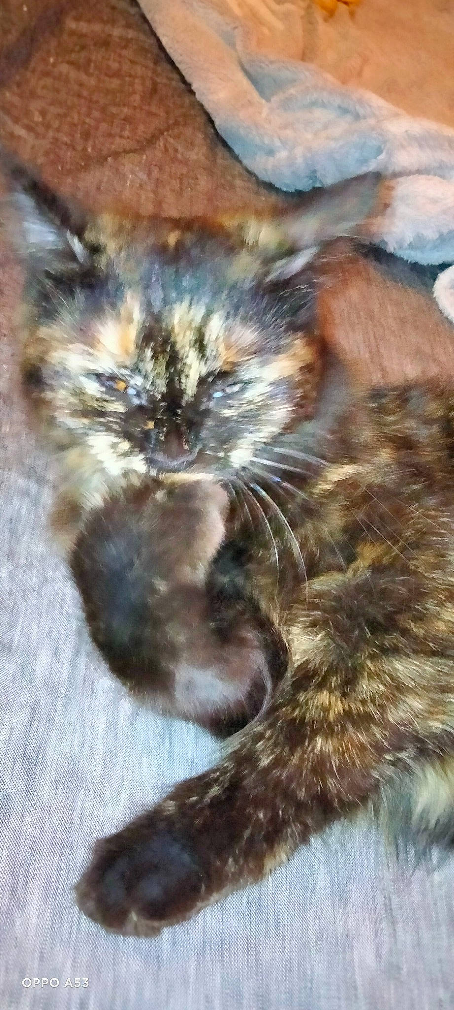 Kallia participe au concours pour gagner de l'argent avec cette photo : brown, carnivore, cat, claw, domestic_short_haired_cat, fawn, felidae, fur, mammal, paw, small_to_medium_sized_cats, snout, tail, terrestrial_animal, vertebrate, whiskers, wildlife