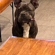 Ubert participe au concours pour gagner de l'argent avec cette photo : animal, brown, brown_table, canine, companion, cute, dog, domestic_animal, ears, floor_tiles, french_bulldog, furniture, household, indoor, looking_up, pet, sitting, treat, waiting, white_chest