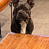 animal, brown, brown_table, canine, companion, cute, dog, domestic_animal, ears, floor_tiles, french_bulldog, furniture, household, indoor, looking_up, pet, sitting, treat, waiting, white_chest