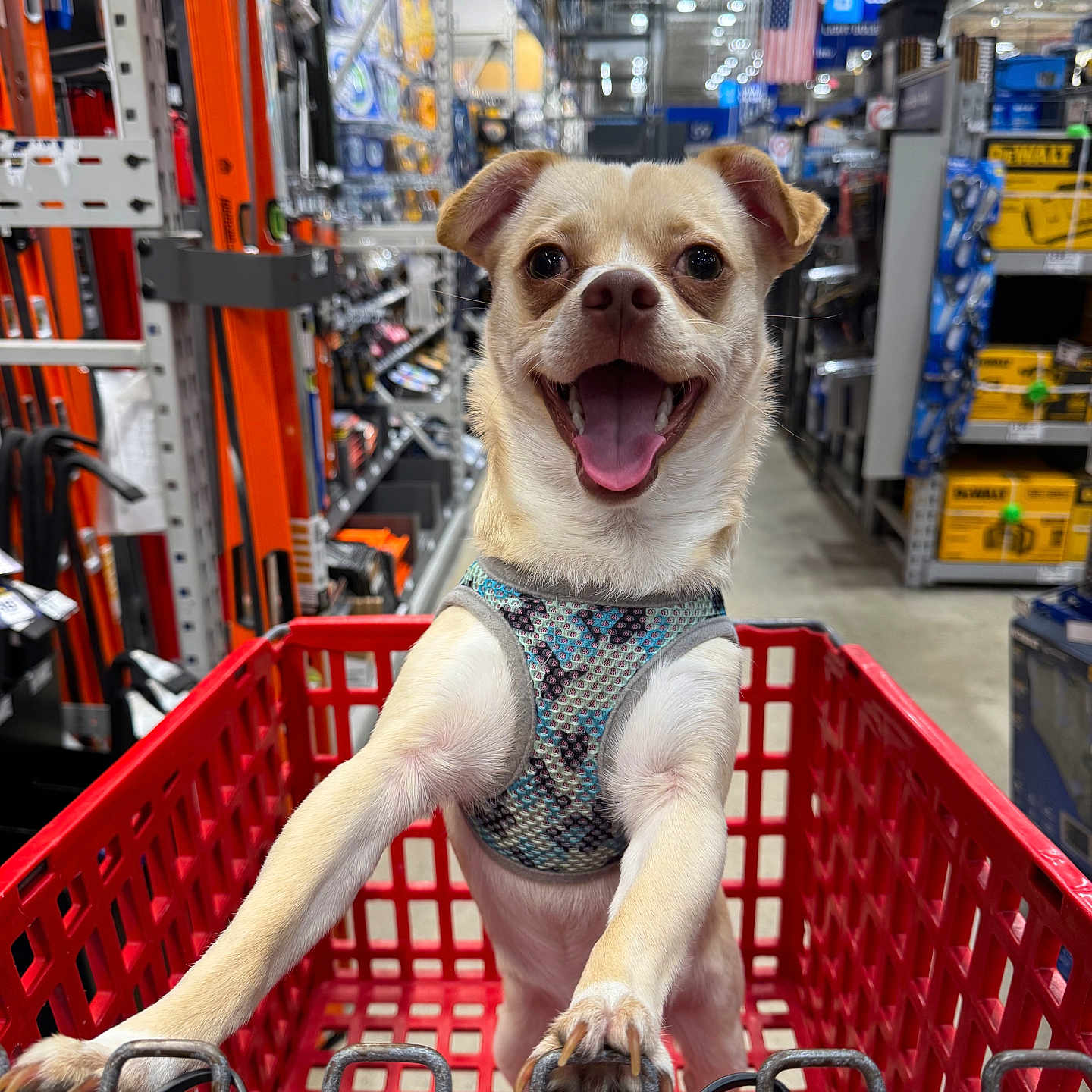 Duke joined the competition — help win amazing prizes! aisle, animal, basket, canine, clothing, dog, footwear, grocerystore, indoors, market, person, pet, puppy, shelf, shoe, shop, shopping, shoppingbasket, shoppingcart, supermarket