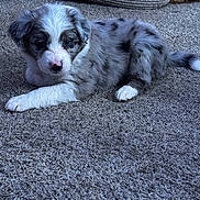 Ivy joined the competition — help win amazing prizes! puppy, dog, indoor, carpet, fur, cute, pet, animal, laying_down, curious, white, gray, black, young, small, cozy, floor, companion, domestic, relaxed