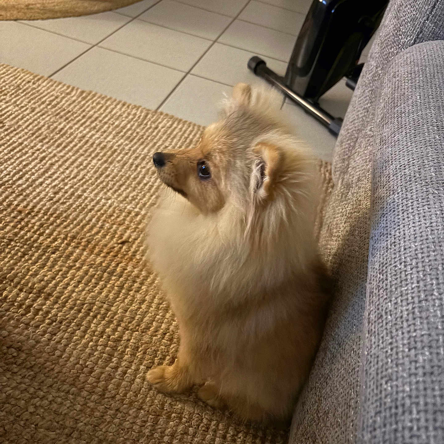 Simba participe au concours pour gagner de l'argent avec cette photo : black_nose, couch, cozy, cream_fur, dark_eyes, dog, fluffy, home, indoors, living_room, long_hair, pet, pointed_ears, portrait, puppy, rug, side_profile, sitting, small_dog, tile_floor