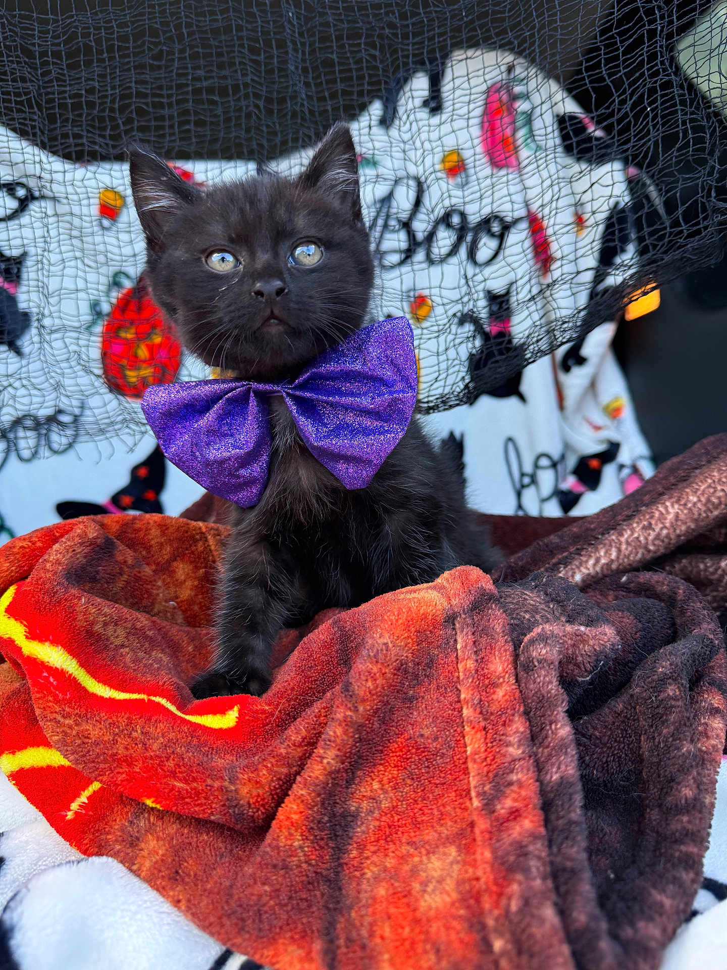 Mr. Man joined the competition — help win amazing prizes! black_kitten, purple_bow_tie, orange_blanket, brown_blanket, halloween_theme, spooky, boo_text, netting, cute, pet, fur, animal, indoors, decorations, holiday, costume, portrait, sitting, small, feline