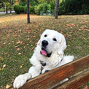 Pipo a rejoint le concours — aidez-le/la à gagner de superbes lots ! dog, white_dog, park, autumn, leaves, grass, tree, wooden_fence, pet, animal, outdoor, nature, canine, cute, tongue_out, fur, playful, collar, daylight, friendly
