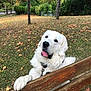 dog, white_dog, park, autumn, leaves, grass, tree, wooden_fence, pet, animal, outdoor, nature, canine, cute, tongue_out, fur, playful, collar, daylight, friendly