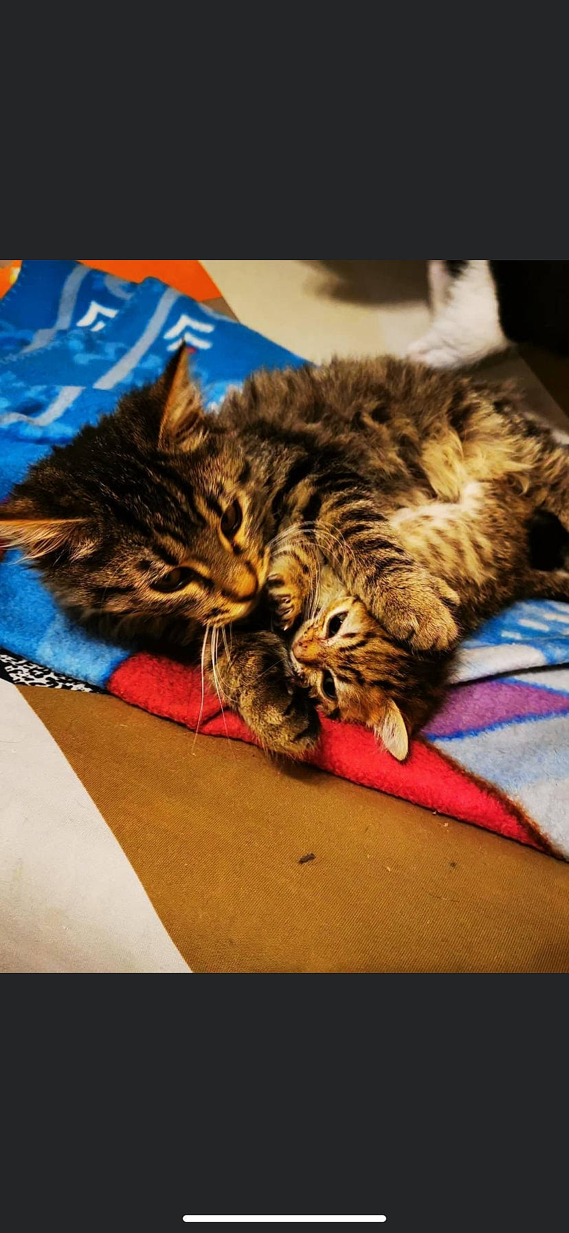 Savane a rejoint le concours — aidez-le/la à gagner de superbes lots ! carnivore, cat, domestic_short_haired_cat, felidae, fur, linens, small_to_medium_sized_cats, tabby_cat, vertebrate, whiskers