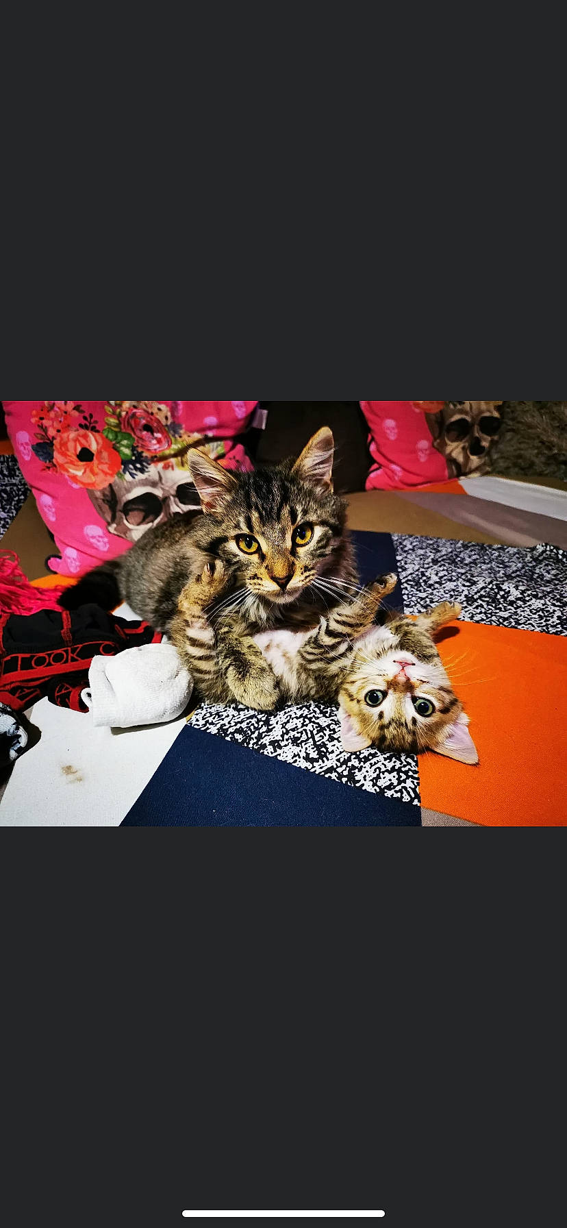 Savane participe au concours pour gagner de l'argent avec cette photo : carnivore, cat, domestic_short_haired_cat, felidae, fur, kitten, small_to_medium_sized_cats, tabby_cat, whiskers