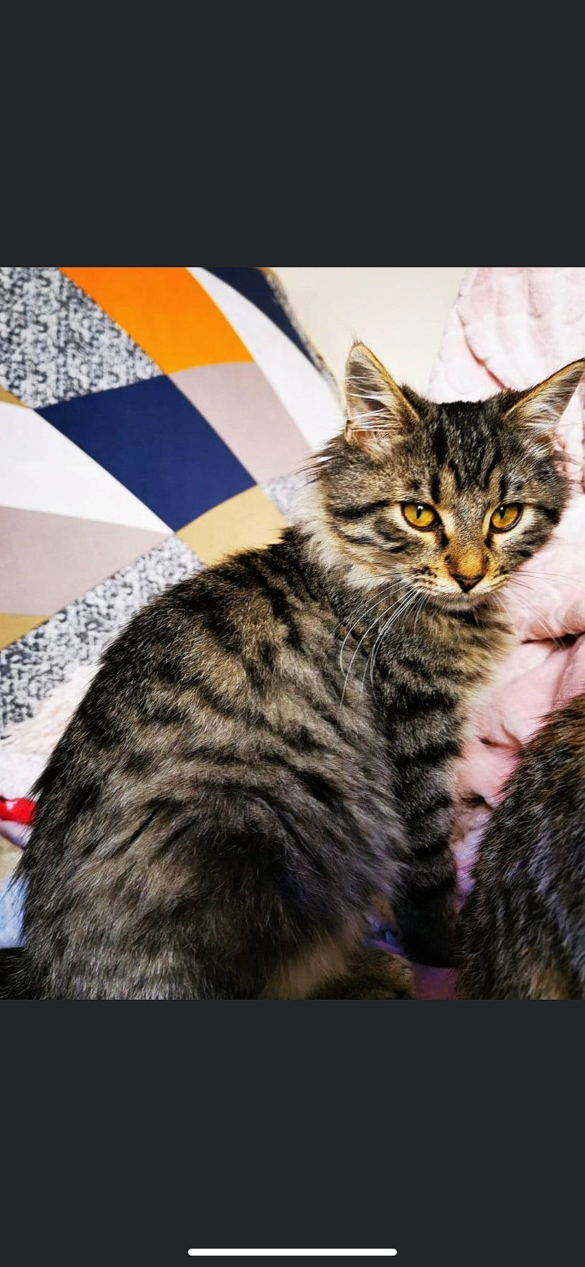 Shadow a rejoint le concours — aidez-le/la à gagner de superbes lots ! carnivore, cat, domestic_short_haired_cat, felidae, fur, linens, small_to_medium_sized_cats, tabby_cat, terrestrial_animal, toe, vertebrate, whiskers