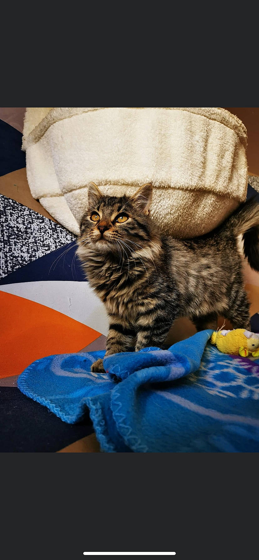 Shadow participe au concours pour gagner de l'argent avec cette photo : beige, blue, carnivore, cat, cat_supply, couch, domestic_short_haired_cat, felidae, fur, home_accessories, pet_supply, small_to_medium_sized_cats, tabby_cat, tail, vertebrate, whiskers