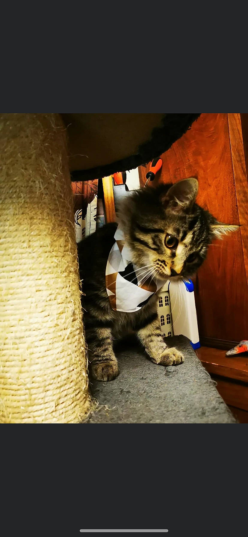 Shadow participe au concours pour gagner de l'argent avec cette photo : carnivore, cat, claw, curious, domestic_short_haired_cat, felidae, fur, paw, small_to_medium_sized_cats, tabby_cat, tail, terrestrial_animal, trunk, whiskers