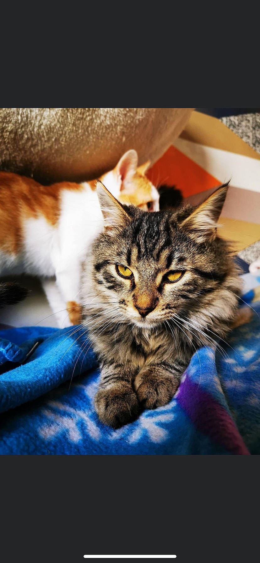 Shadow participe au concours pour gagner de l'argent avec cette photo : carnivore, cat, domestic_short_haired_cat, felidae, fur, linens, paw, pet_supply, small_to_medium_sized_cats, snout, tabby_cat, toe, vertebrate, whiskers