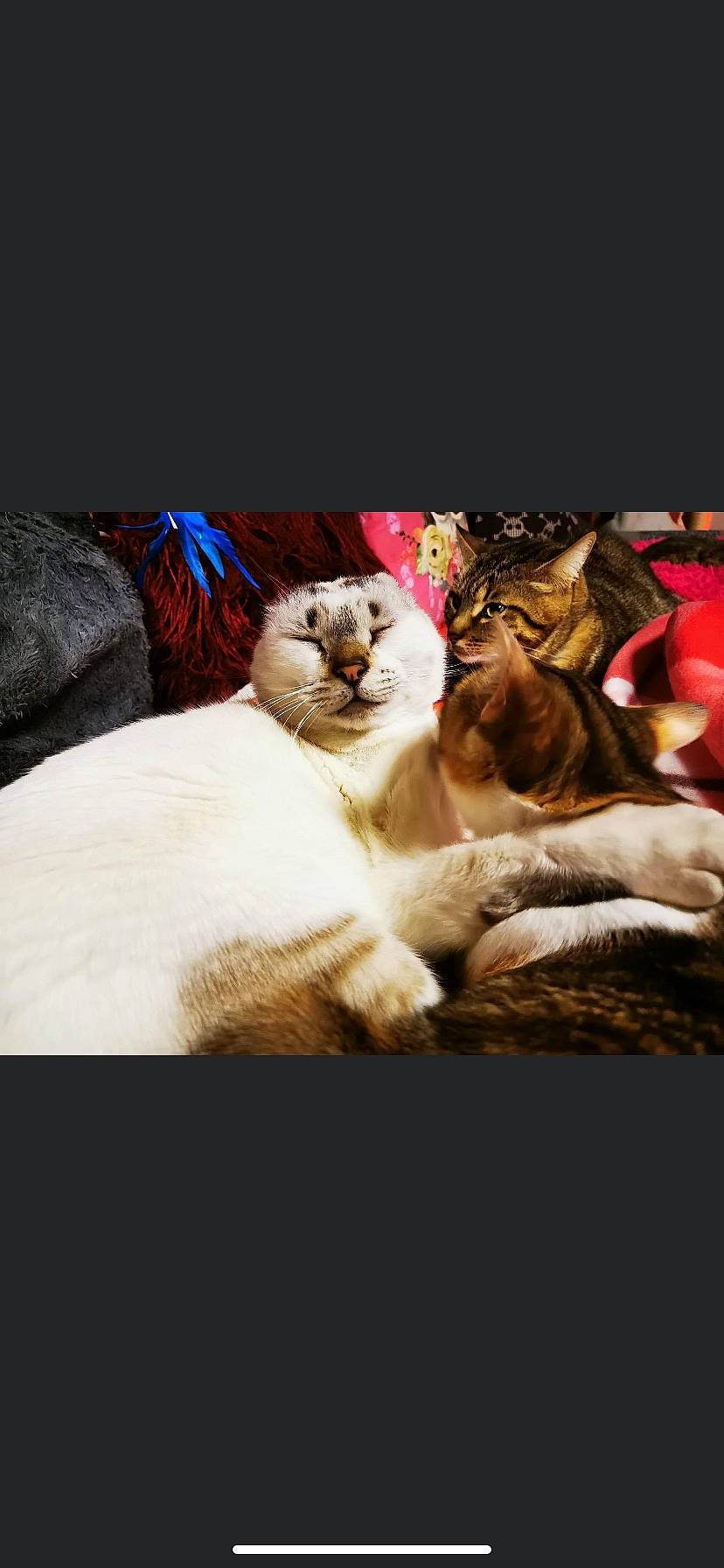 O Maley a rejoint le concours — aidez-le/la à gagner de superbes lots ! carnivore, cat, felidae, fur, organism, small_to_medium_sized_cats, terrestrial_animal, vertebrate, whiskers