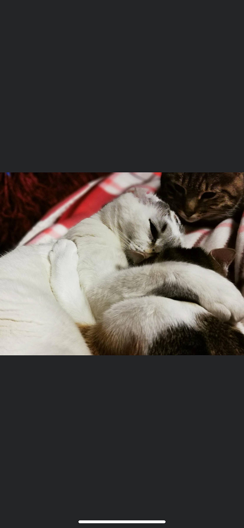 O Maley a rejoint le concours — aidez-le/la à gagner de superbes lots ! carnivore, cat, comfort, felidae, fur, liver, nap, sleep, small_to_medium_sized_cats