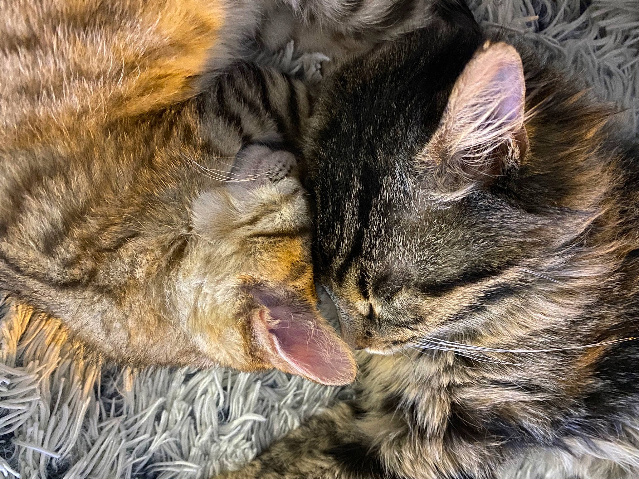 Shadow a rejoint le concours — aidez-le/la à gagner de superbes lots ! carnivore, cat, close_up, fawn, felidae, fur, nap, natural_material, photography, skin, sleep, small_to_medium_sized_cats, vertebrate, whiskers, yellow