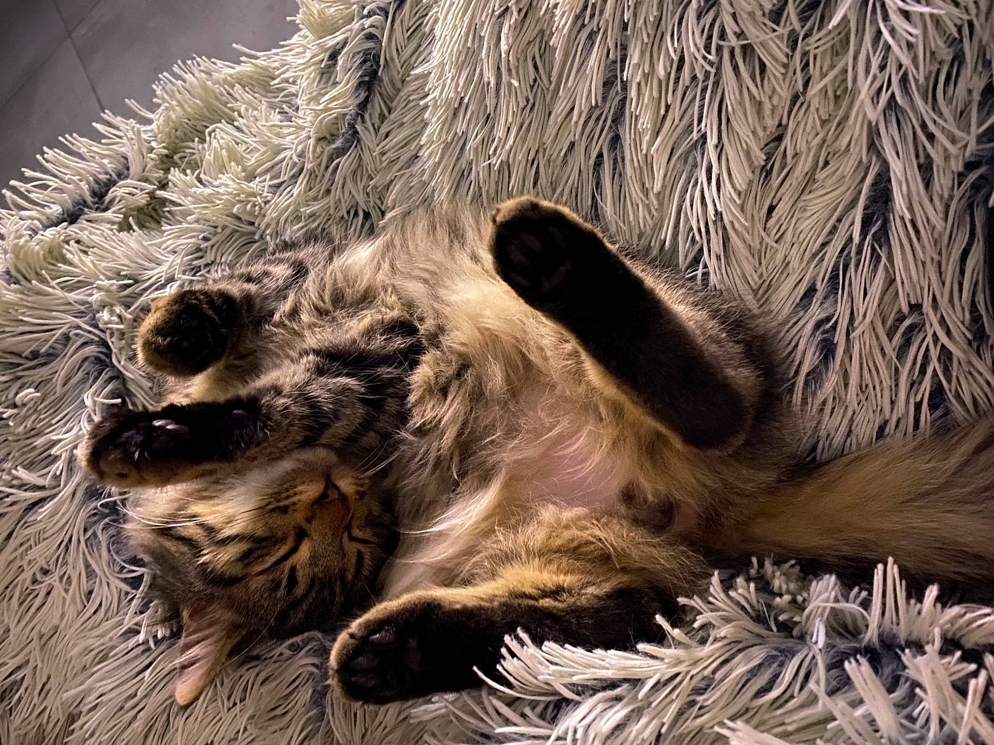 Shadow participe au concours pour gagner de l'argent avec cette photo : carnivore, claw, fawn, fur, natural_material, paw, snout, terrestrial_animal, zoo