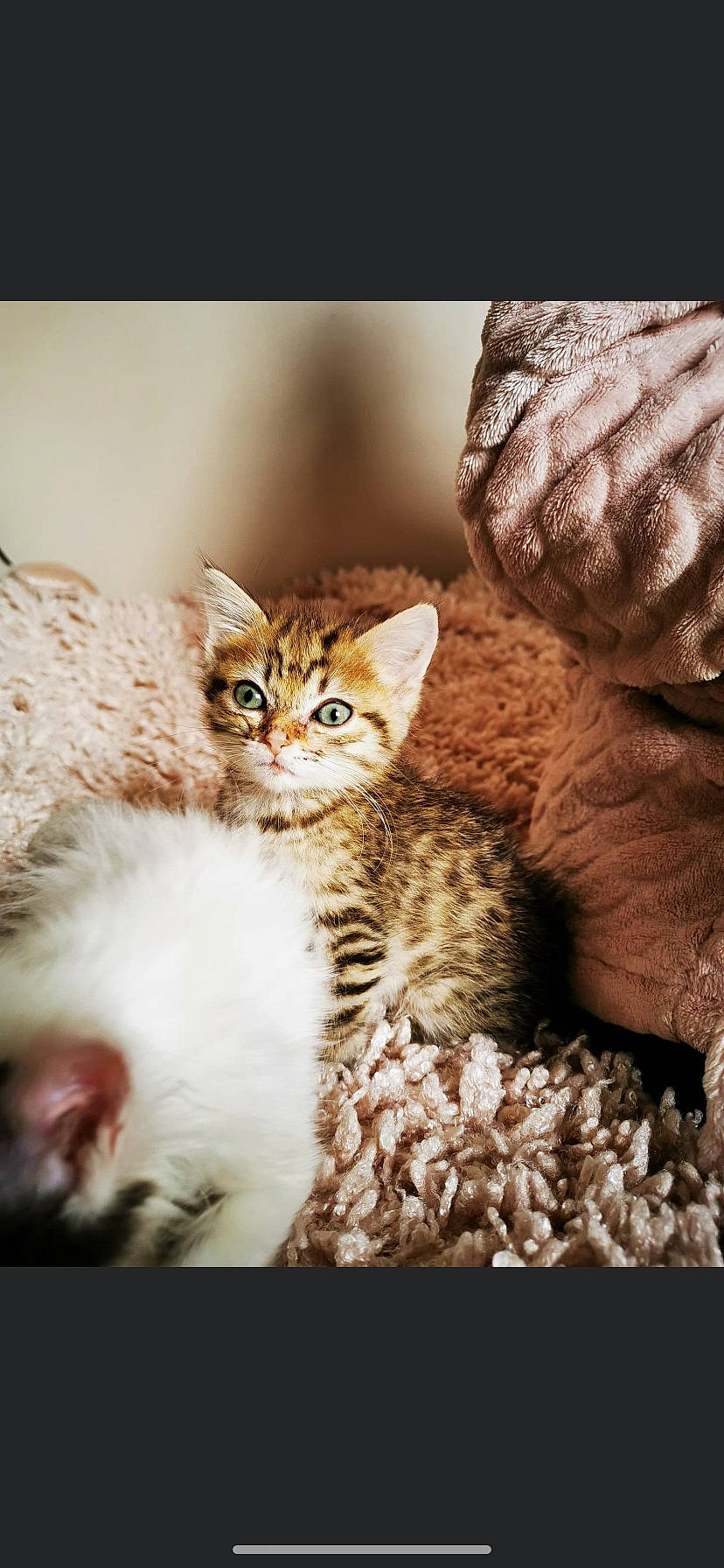 Savane a rejoint le concours — aidez-le/la à gagner de superbes lots ! beige, carnivore, cat, domestic_short_haired_cat, fawn, felidae, fur, kitten, liver, natural_material, organism, peach, small_to_medium_sized_cats, snout, terrestrial_animal, vertebrate, whiskers