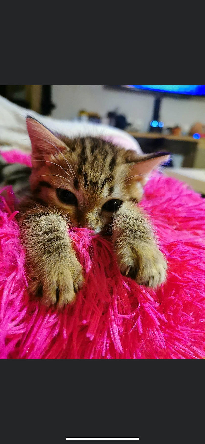 Savane a rejoint le concours — aidez-le/la à gagner de superbes lots ! animal_product, carnivore, cat, claw, domestic_short_haired_cat, felidae, fur, kitten, magenta, natural_material, pink, small_to_medium_sized_cats, tabby_cat, whiskers