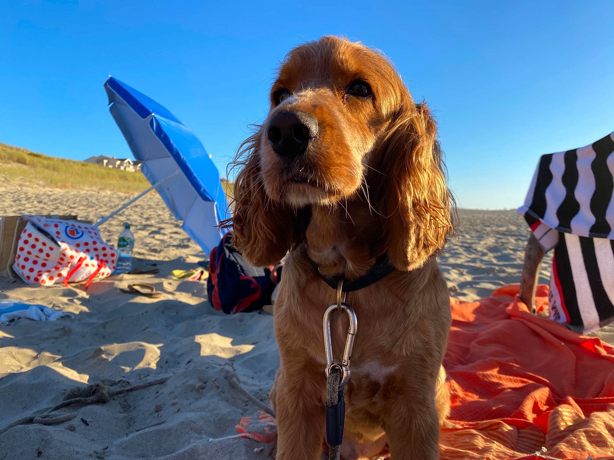 Banjo participe au concours pour gagner de l'argent avec cette photo : carnivore, collar, companion_dog, dog, dog_breed, dog_collar, dog_supply, fashion_accessory, fun, gun_dog, leash, liver, personal_protective_equipment, recreation, sky, snout, spaniel, sporting_group, travel, working_animal