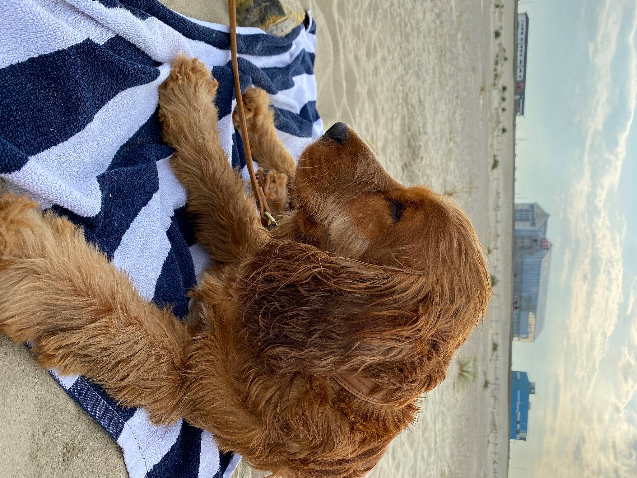 Banjo participe au concours pour gagner de l'argent avec cette photo : canidae, fawn, feather, felidae, fur, fur_clothing, hat, human_leg, pattern, sky, sloth, small_to_medium_sized_cats, sporting_group, tail, textile, thread, trunk, wildlife, wood, wool