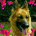 Micou C. G.