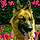 Micou C. G.