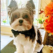 Tucker John joined the competition — help win amazing prizes! dog, small_dog, bow_tie, indoor, table, window, natural_light, flower, orange_flower, plant, cute, pet, furry, animal, portrait, decor, bright, fluffy, standing, looking