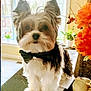 dog, small_dog, bow_tie, indoor, table, window, natural_light, flower, orange_flower, plant, cute, pet, furry, animal, portrait, decor, bright, fluffy, standing, looking